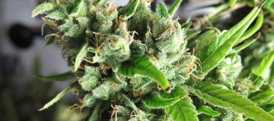 How Long Do Cannabis Seeds Last: A Deep Dive into Seed Viability – Oceanup.com