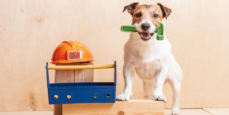 Floor Sanding and Pets: Preparing Your Home – Oceanup.com
